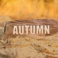 A Guide to Choosing Autumn Fragrances in the UK: Embrace Cosy British Vibes